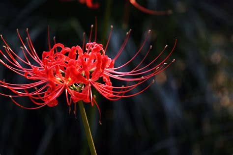 彼岸花圖